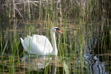 swan in the lake closeup © MexChriss