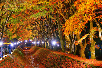 Night display of the colorful trees in autumn at Fujikawaguchiko next to Lake Kawaguchi in Japan.