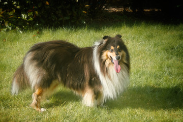 Chien - Colley &agrave; poil long