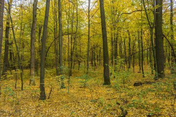Fototapeta premium autumn in the park
