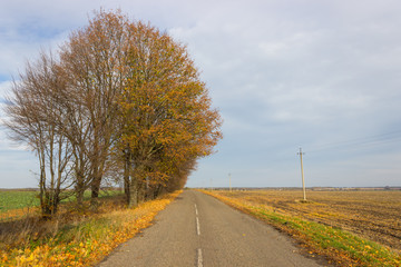 road in autumn