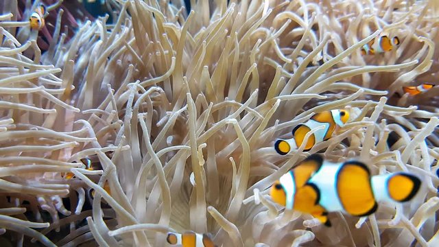 Many Clownfish And Sea Anemone Partnership, Close Up View - 4K Resolution
