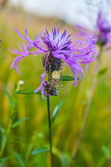 Centaurea jacea