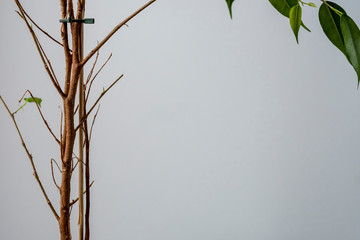 the white background and the plant.