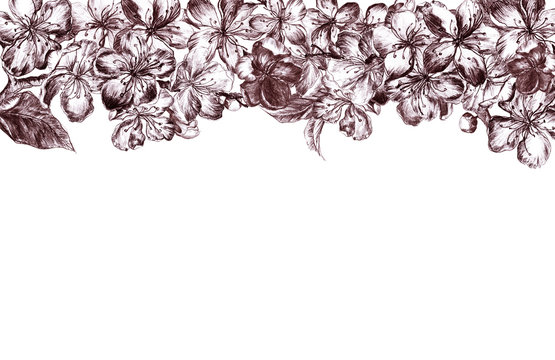 Hand drawn charcoal pencil edging gray burgundy flowers of the pulm blossoms and leaves, petals and buds in vintage style on a white background. Horizontal illustration
