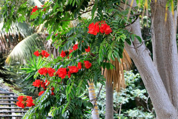 Flammenbaum mit leuchtend roten Blüten