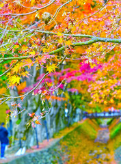 Obraz na płótnie Canvas View of the colorful trees in autumn at Fujikawaguchiko next to Lake Kawaguchi in Japan.