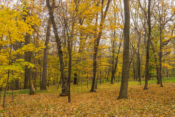 Obraz premium autumn in the park