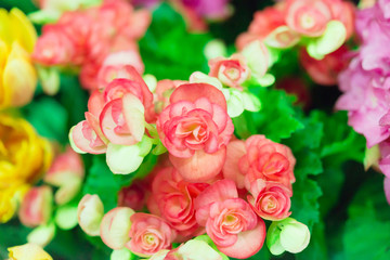 ORANGE RIEGER BEGONIAS in garden.