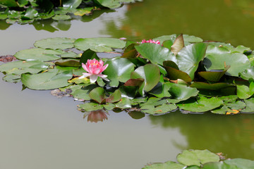 Seerose Nymphaea Rose Arey Blüten © Argus