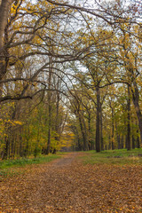 autumn in the park