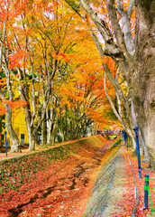 View of the colorful trees in autumn at Fujikawaguchiko next to Lake Kawaguchi in Japan.