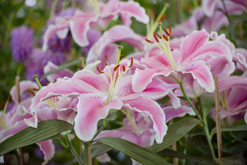 Pink lilly in the garden,Lily joop flowers,Lilium oriental joop.
