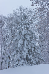 Winter in the city park