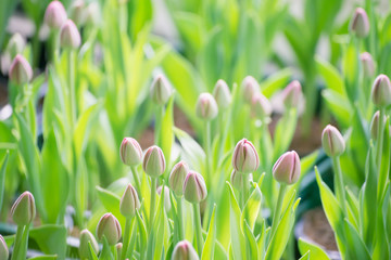 Obraz na płótnie Canvas Colorful tulips in the flower garden,Tulip field.