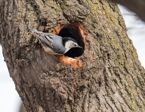 A White Breasted Nuthatch outside it's nest