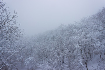 winter landscape with trees