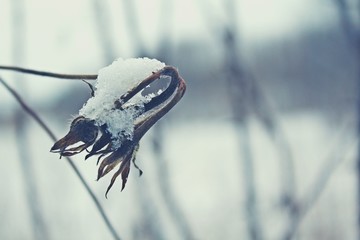 Mit Schnee und Eis bedeckter Ast