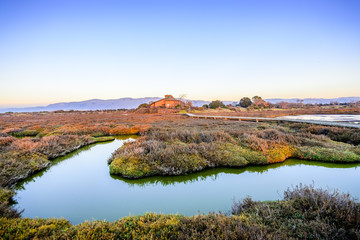 Sunset view of vegetation and tidal marsh in Alviso, Don Edwards San Francisco Bay National...
