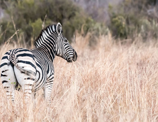 Fototapeta na wymiar Zebra Looking Into the Distance