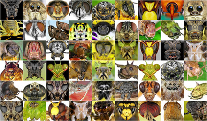 Insects closeup. Collage of insect portraits 