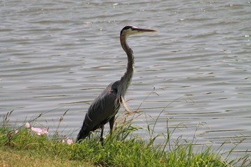 Birds, Ducks, Coypu, Nutria in Irving, Texas, USA