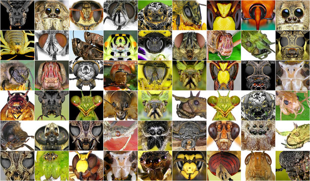 Insects closeup. Collage of insect portraits 