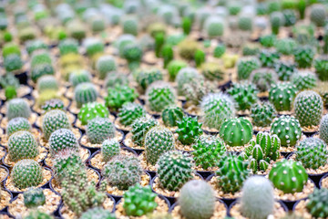 Group of small cactus plant in the pot