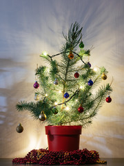 Small pine with roots in a red pot as Christmas tree.