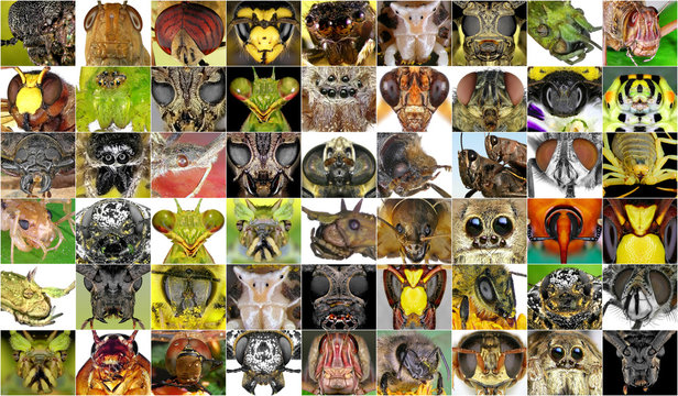 Insects closeup. Collage of insect portraits 