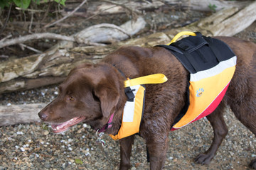 chocolate lab in flotation vest