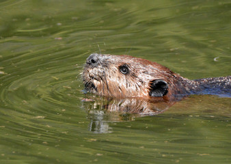 Beaver swimming in pond
