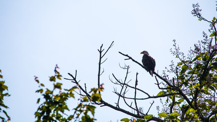bald eagle by susquhanna river in tree