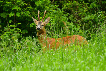Naklejka na ściany i meble Roe Deer (Capreolus capreolus) on the meadow