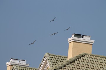 Birds, Ducks, Coypu, Nutria in Irving, Texas, USA