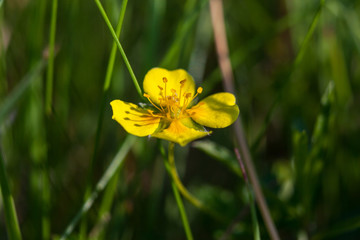 field buttercup