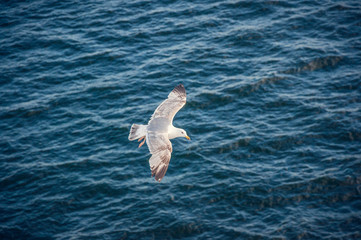 seagulls in flight against the backdrop of deep blue sea waves