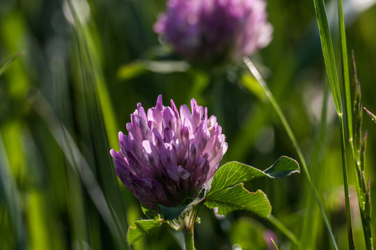 red clover