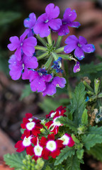 purple flower above red and white flower 