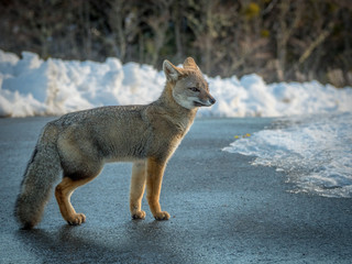 Chilean Foxes