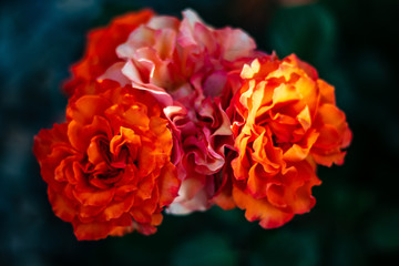 orange blossoms with dark background landscape 