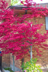 pink/red leaves from tree 