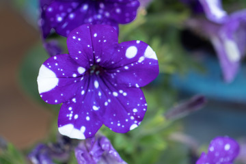galaxy colored flower petals 
