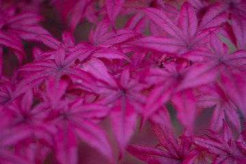 pink/red leaves from tree 