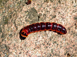 A сaterpillar on the rock.