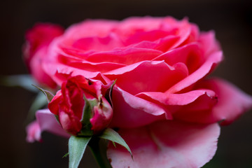 macro shot of front of rose petals 