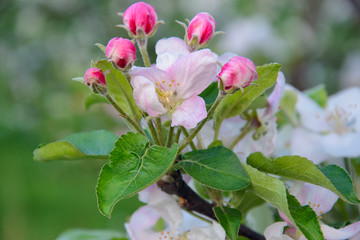 Pink flowers in the garden