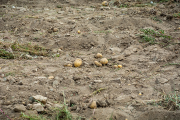 Obraz premium Potatoes in a field forgoten after tractor harvest