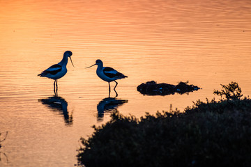 American avocet birds at sunset in the tidal marshes of Alviso, Don Edwards San Francisco Bay...