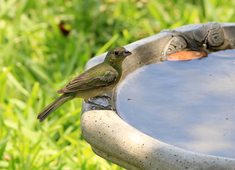 Painted Bunting Female perched on Birdbath
